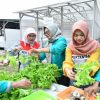 Program Hidroponik Dukung Inisiatif Green Terminal Tanjung Sekong