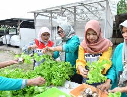 Program Hidroponik Dukung Inisiatif Green Terminal Tanjung Sekong