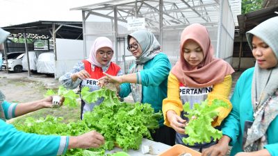 Program Hidroponik Dukung Inisiatif Green Terminal Tanjung Sekong