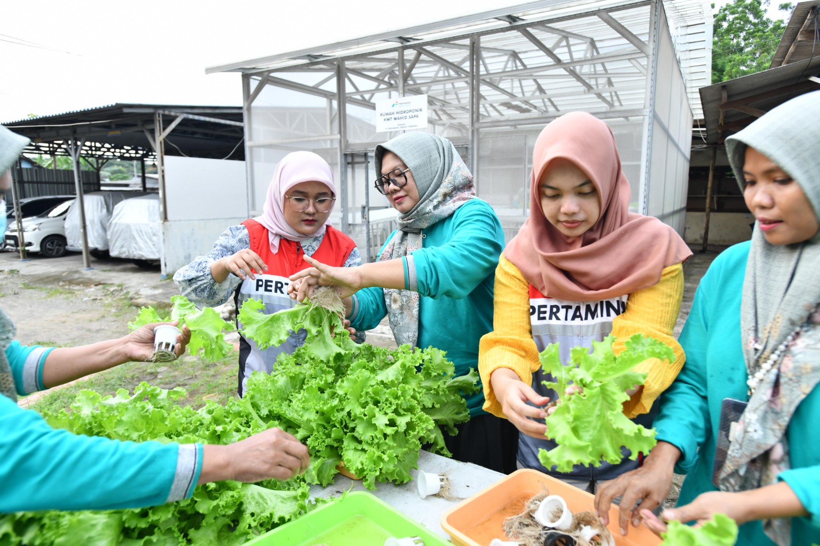 Program Hidroponik Dukung Inisiatif Green Terminal Tanjung Sekong
