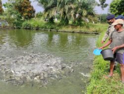 Dukung Program Ketahanan Pangan Nasional, Brimob Sumsel Kunjungi Peternak Ikan Dukung Program Ketahanan Pangan Nasional, Brimob Sumsel Kunjungi Peternak Ikan
