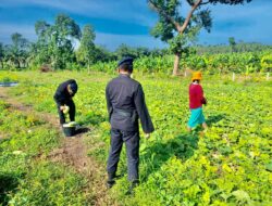 Tingkatkan Produktivitas Pangan Melalui Patroli Dialogis, Brimob Polda Sumsel Sambangi Petani Sayuran Tingkatkan Produktivitas Pangan Melalui Patroli Dialogis, Brimob Polda Sumsel Sambangi Petani Sayuran