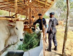 Brimob Sumsel Sambangi Peternakan Sapi Di Ogan Ilir Sebagai Bentuk Dukungan Peningkatan Ketahanan Pangan Nasional Brimob Sumsel Sambangi Peternakan Sapi Di Ogan Ilir Sebagai Bentuk Dukungan Peningkatan Ketahanan Pangan Nasional