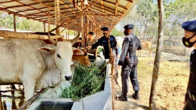 Brimob Sumsel Sambangi Peternakan Sapi Di Ogan Ilir Sebagai Bentuk Dukungan Peningkatan Ketahanan Pangan Nasional