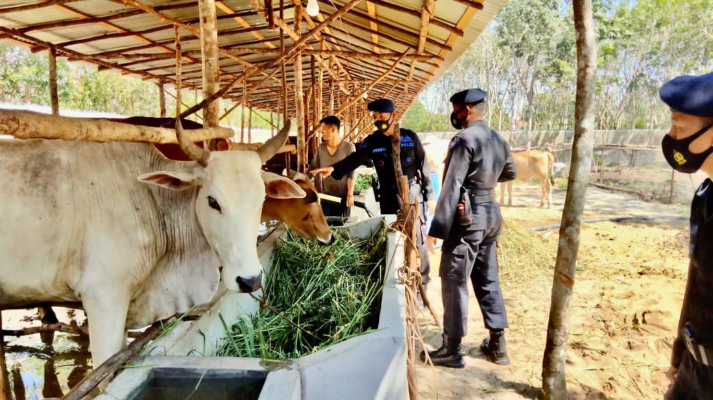 Brimob Sumsel Sambangi Peternakan Sapi Di Ogan Ilir Sebagai Bentuk Dukungan Peningkatan Ketahanan Pangan Nasional