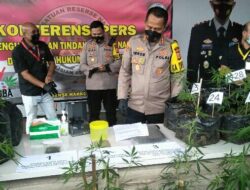 Tanam 37 Batang Pohon Ganja di Polybag, Kakak Beradik Di Bekuk Polres Cimahi