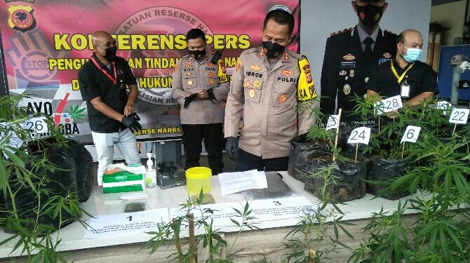Tanam 37 Batang Pohon Ganja di Polybag, Kakak Beradik Di Bekuk Polres Cimahi