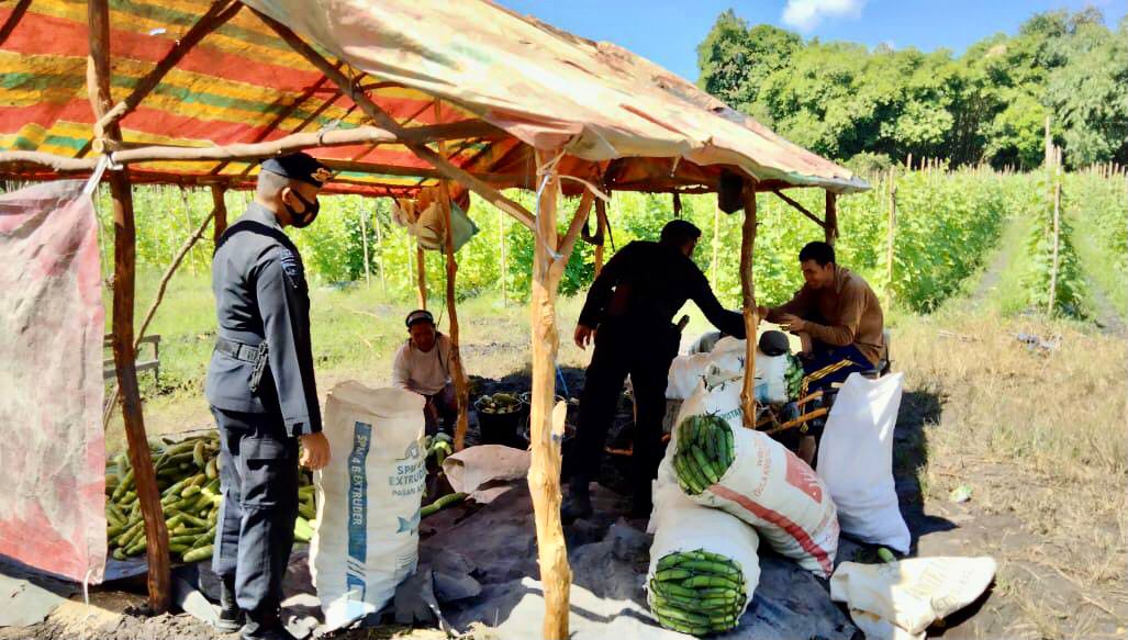 Sambangi  Petani di Ogan Ilir, Personil Brimob Polda Sumsel Berikan Edukasi  Ketahanan Pangan Nasional Di Masa Pandemi