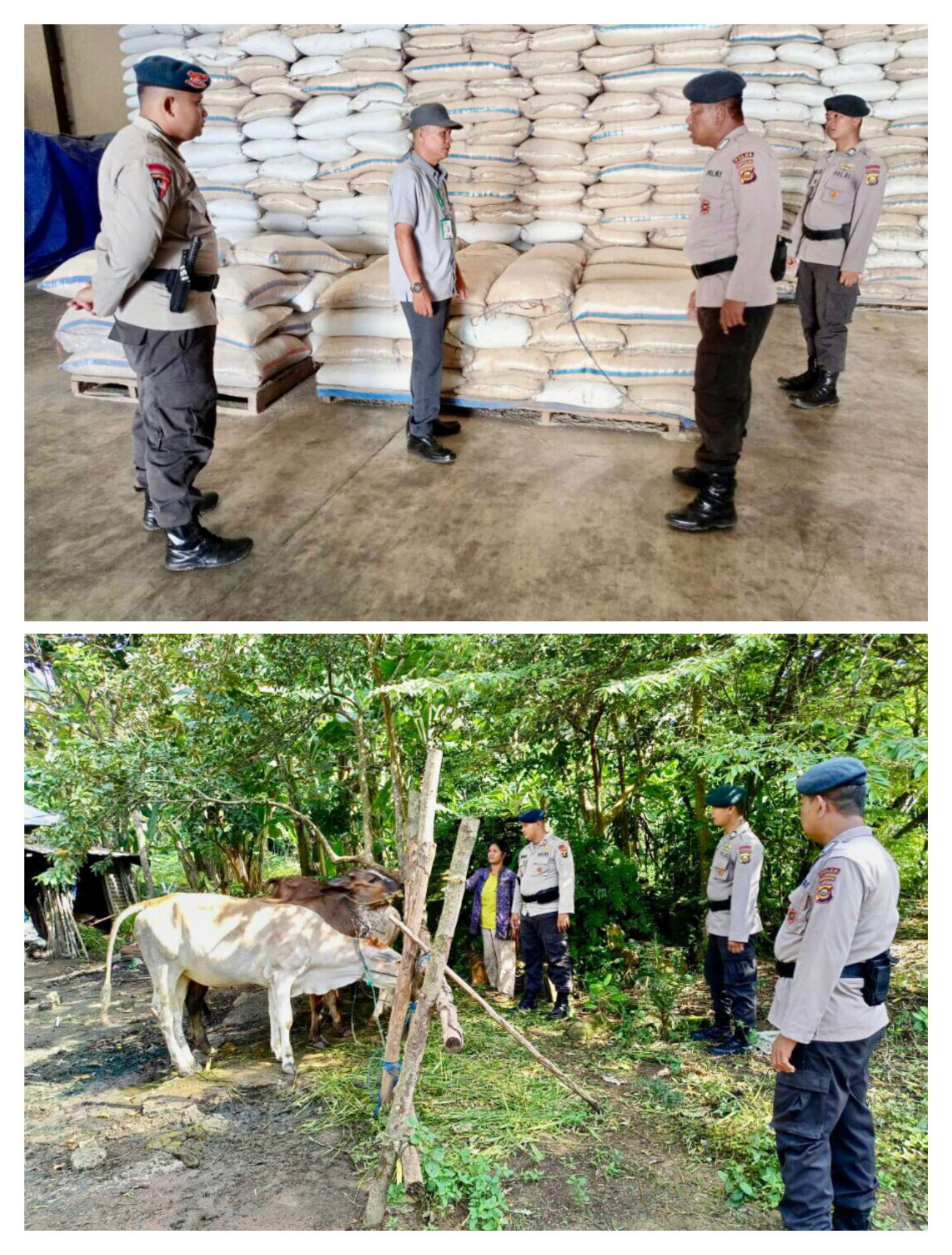 Brimob Sumsel Kerahkan Personel, Tinjau Gudang Bulog dan Sambangi Peternak Sapi Di OKU Timur