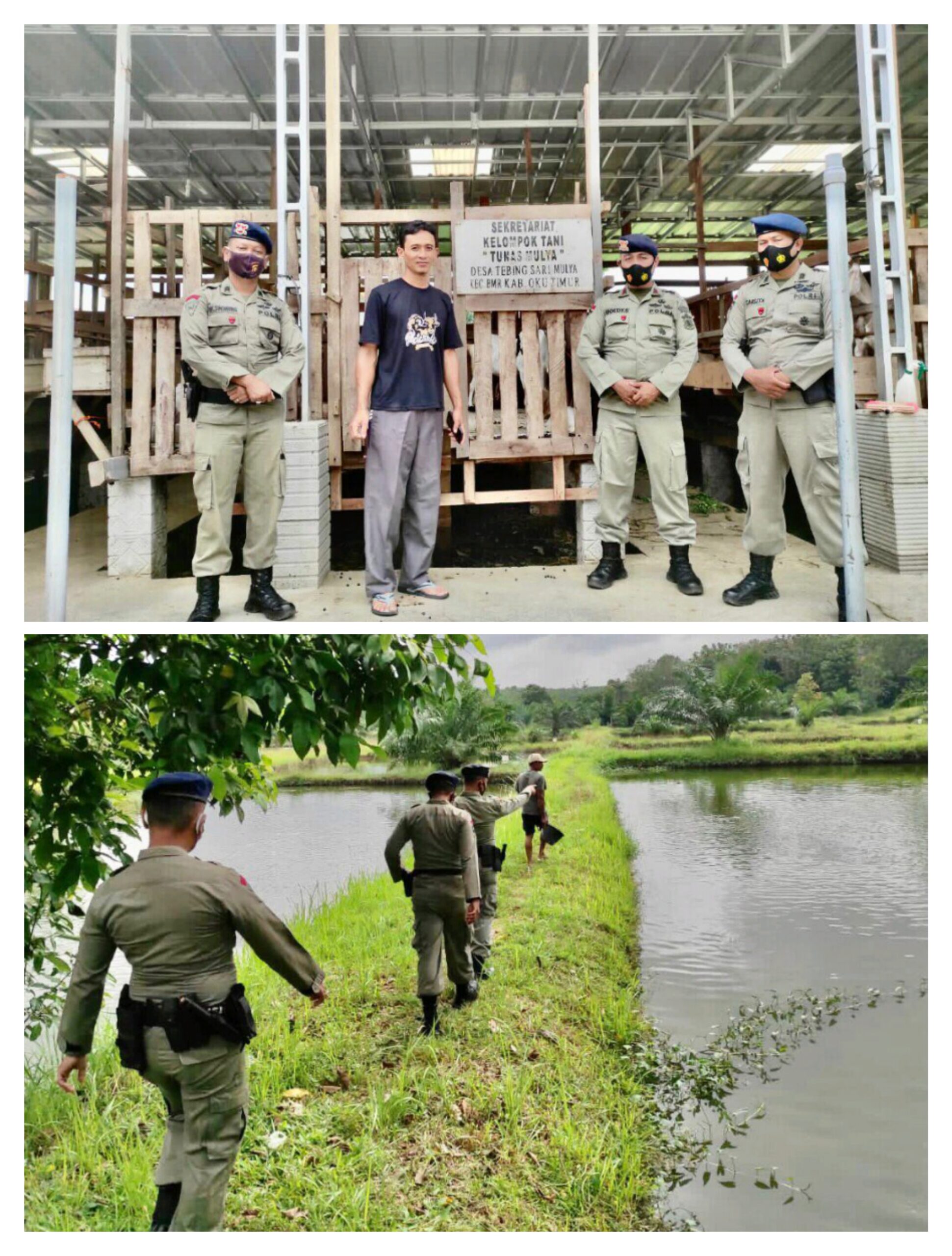 Untuk Tingkatkan Produktivitas Pangan, Brimob Sumsel Kembali Sambangi Peternak dan Petani Di OKU Timur
