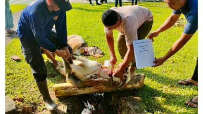 Hari Raya Idul Adha 1443 H, Brimob Sumsel  Turut Merayakannya Dengan Menyembelih  Hewan Kurban