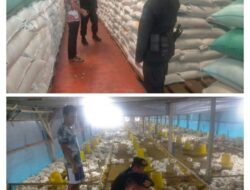 Tingkatkan Ketahanan Pangan Nasional, Brimob Sumsel Kerahkan Personel, Tinjau Gudang Bulog Dan Sambangi Peternak Di OKU Timur Tingkatkan Ketahanan Pangan Nasional, Brimob Sumsel Kerahkan Personel, Tinjau Gudang Bulog Dan Sambangi Peternak Di OKU Timur