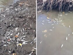Warga Obi Dihebohkan Dengan Terdamparnya Bangkai Ikan di sepanjang Pantai Desa Air Mangga 2022. Warga Obi Dihebohkan Dengan Terdamparnya Bangkai Ikan di sepanjang Pantai Desa Air Mangga 2022.