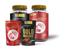 Startup Mahasiswa Budidayakan Maggot sebagai Pakan Ternak Startup Mahasiswa Budidayakan Maggot sebagai Pakan Ternak