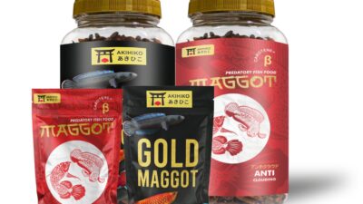 Startup Mahasiswa Budidayakan Maggot sebagai Pakan Ternak