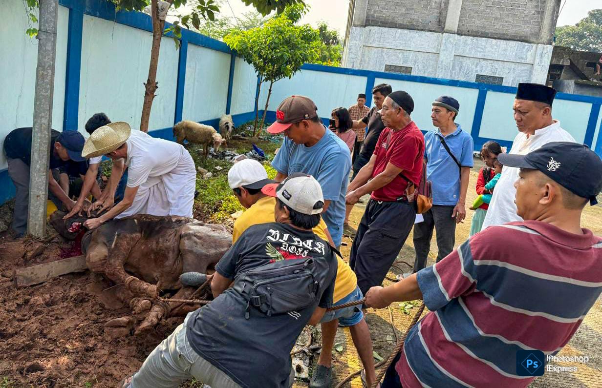 PWI Kabupaten Bogor Sembelih 1 Ekor Sapi dan 7 Ekor Kambing